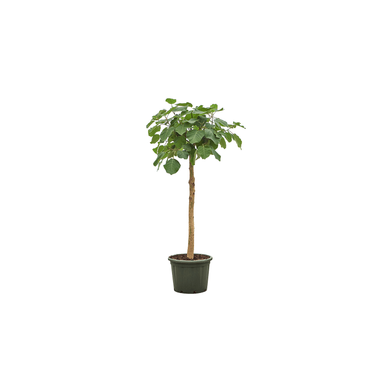 Ficus auriculata Everest op stam