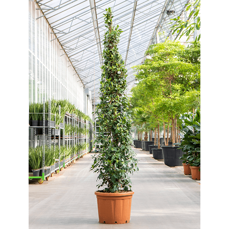 Ficus Microcarpa Nitida piramide XXXL