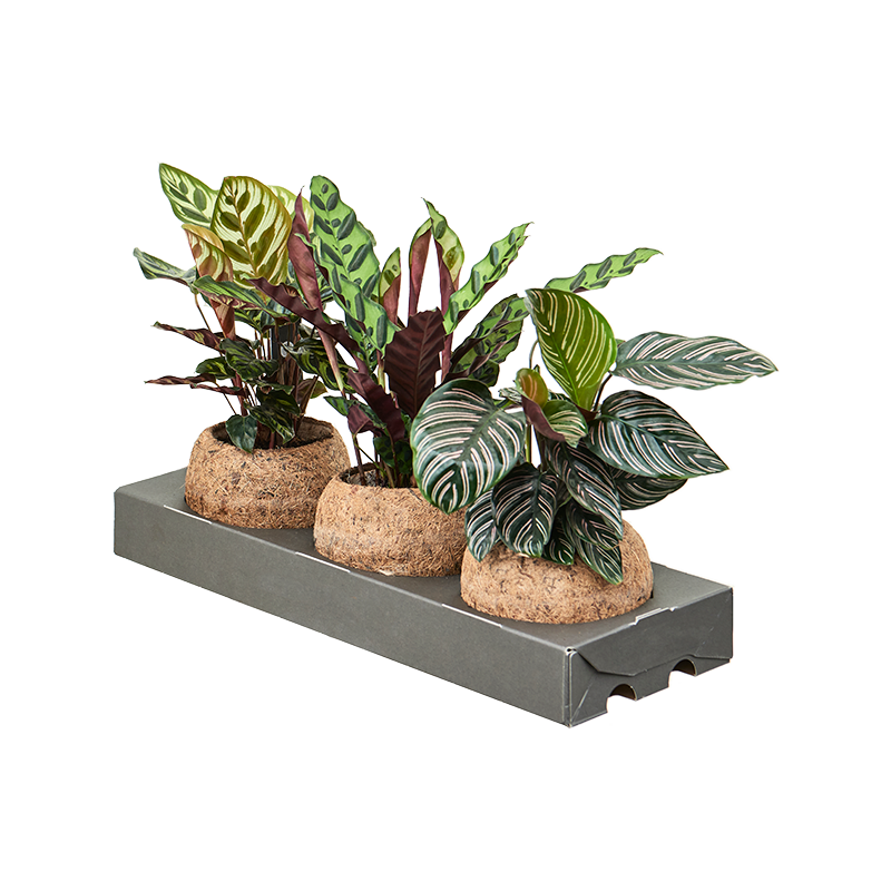 Kokodama Calathea (set van 3)