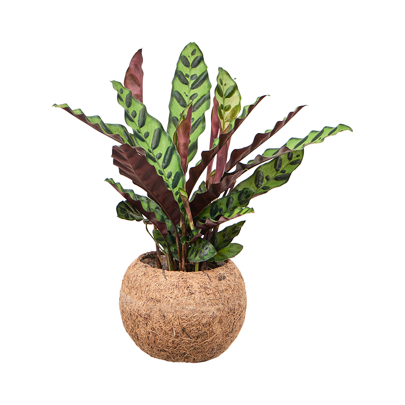 Kokodama Calathea (set van 3)