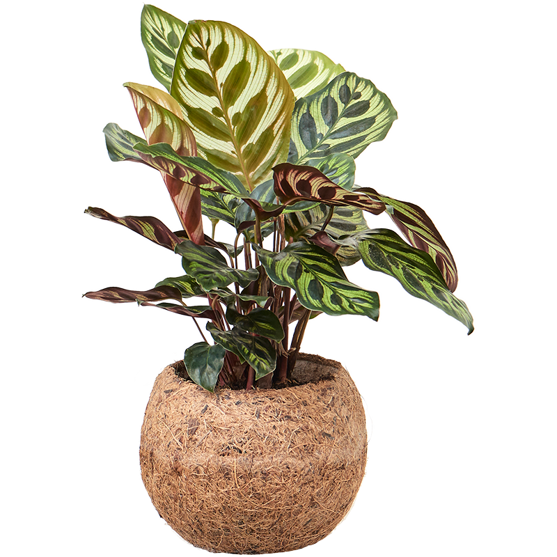 Kokodama Calathea (set van 3)