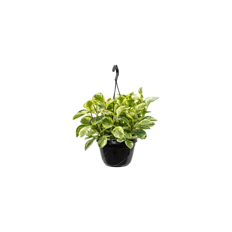 Peperomia Obtusifolia Golden Gate