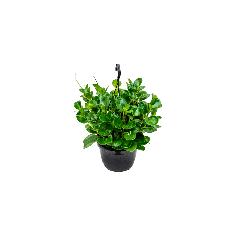 Peperomia Obtusifolia Green