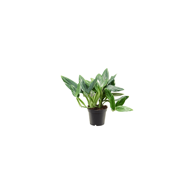 Philodendron Cobra 