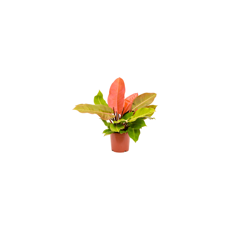 Philodendron Prince of Orange