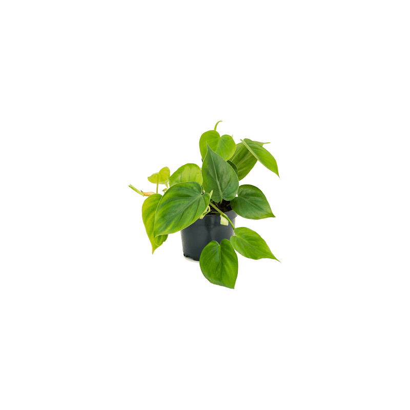 Philodendron Scandens S