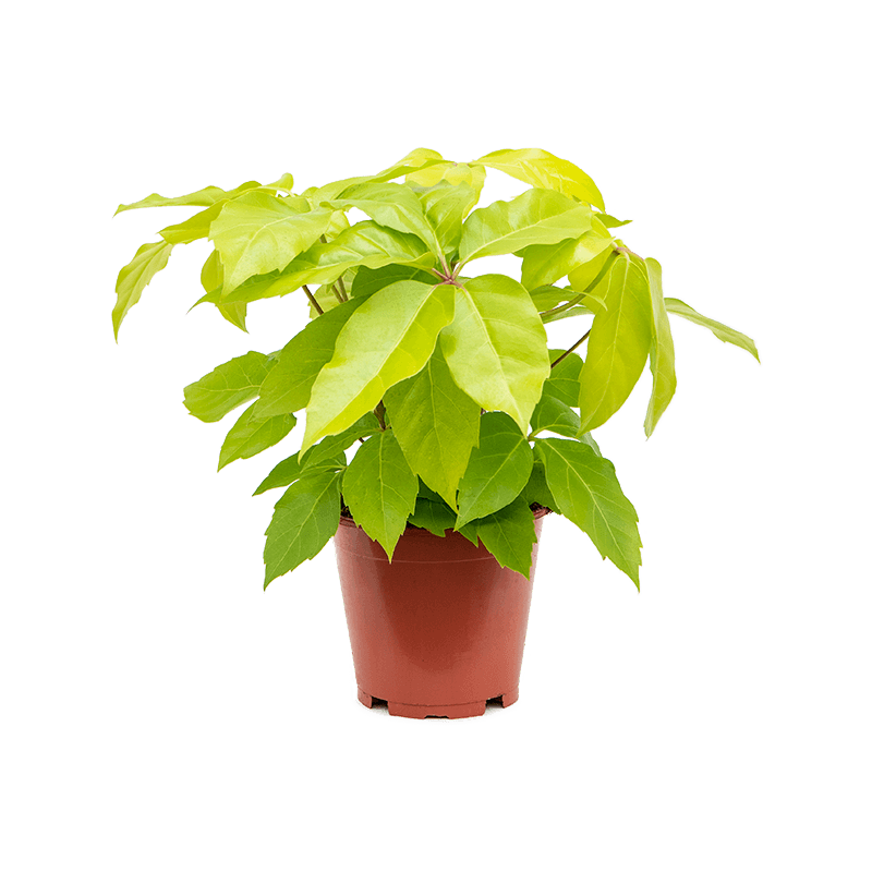 Schefflera Golden Amate 