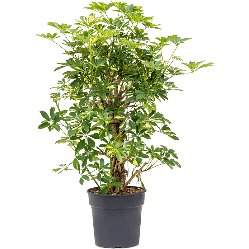 Schefflera Gold Capella vertakt