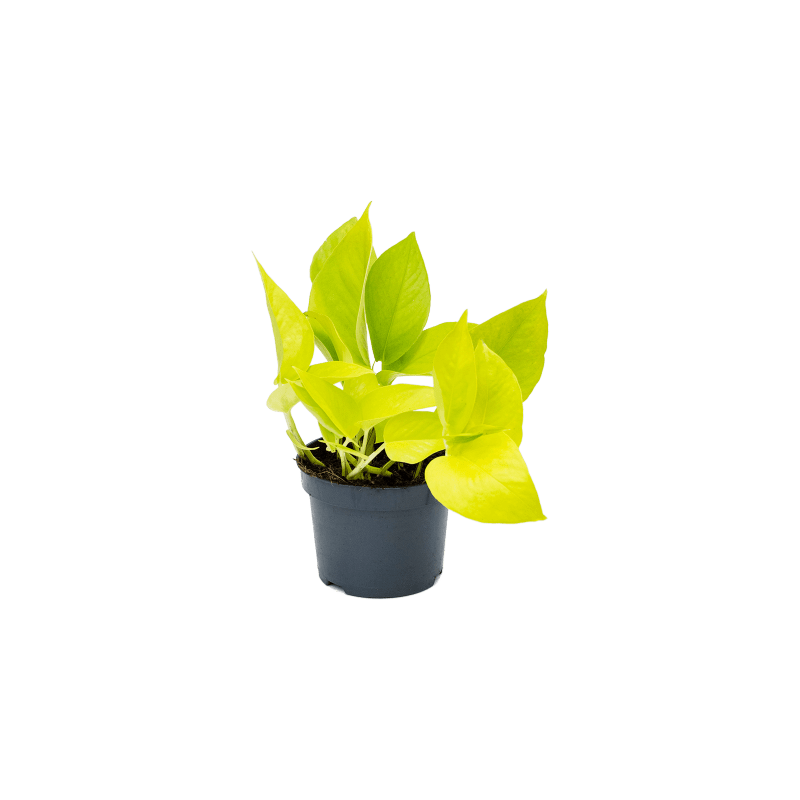 Scindapsus Golden Pothos S