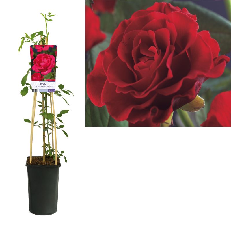 Rosa Paul's Scarlet Climber