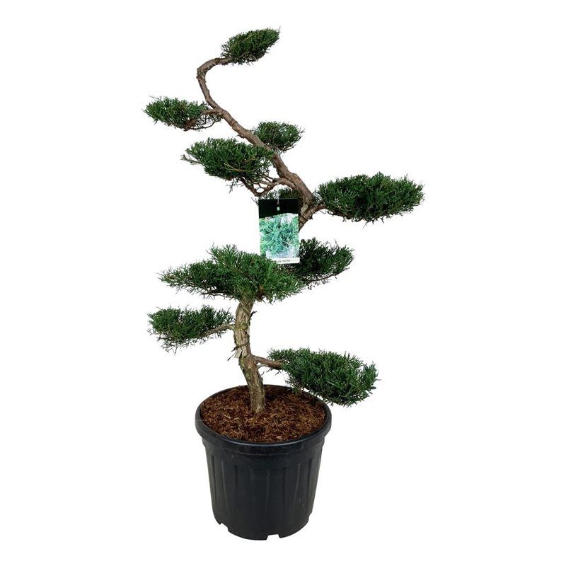 Juniperus Virginiana 'Grey Owl' - bonsai