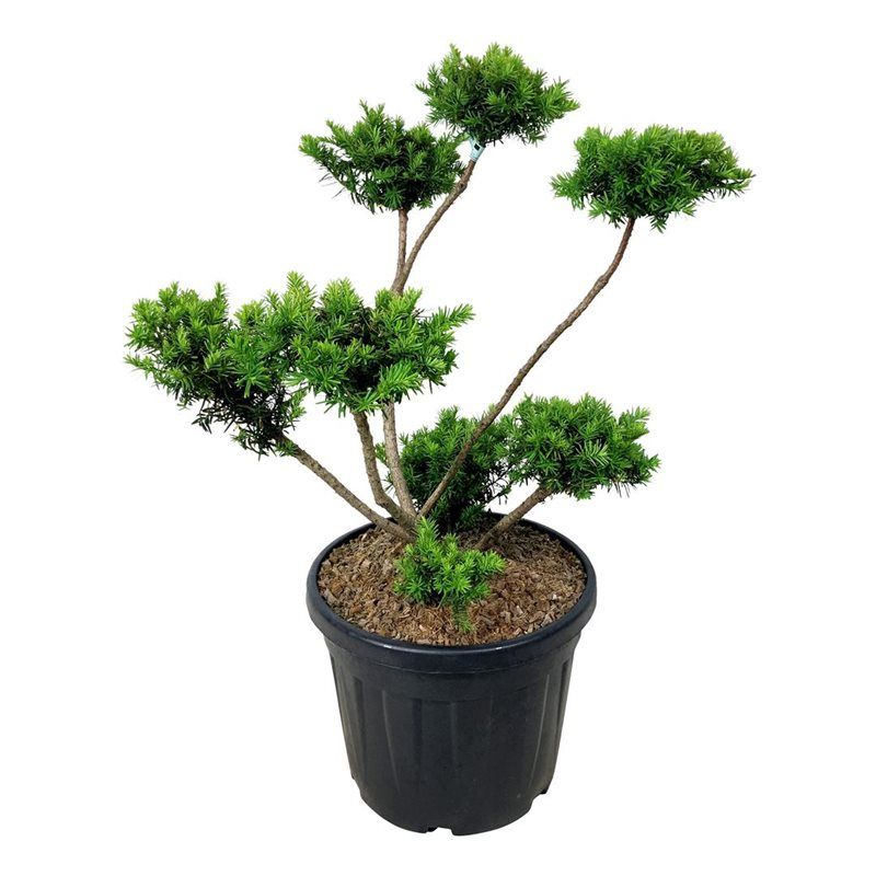 Taxus Media 'Farmen' - bonsai