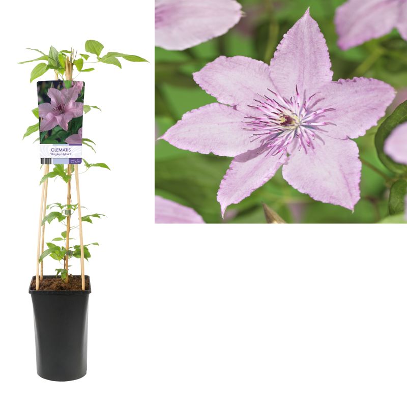 Clematis Hagley Hybrid