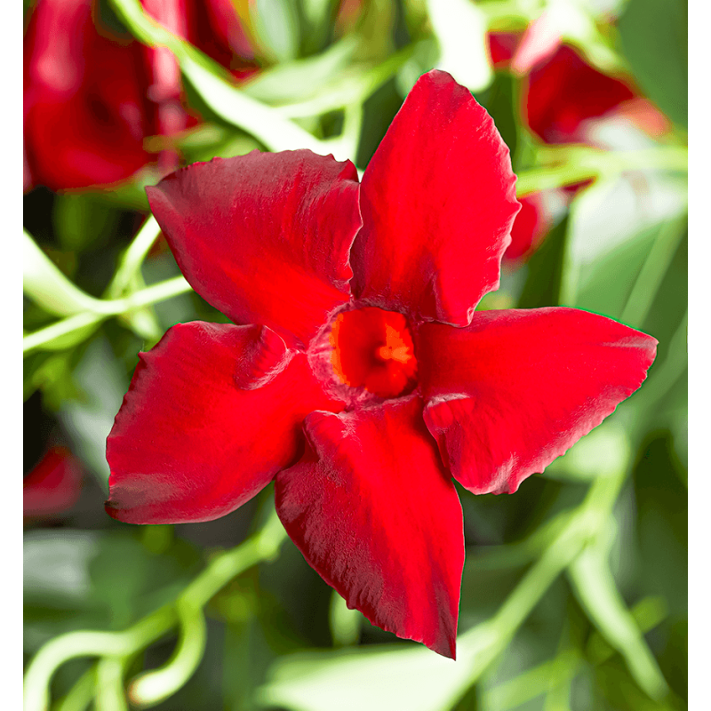 Mandevilla rood 