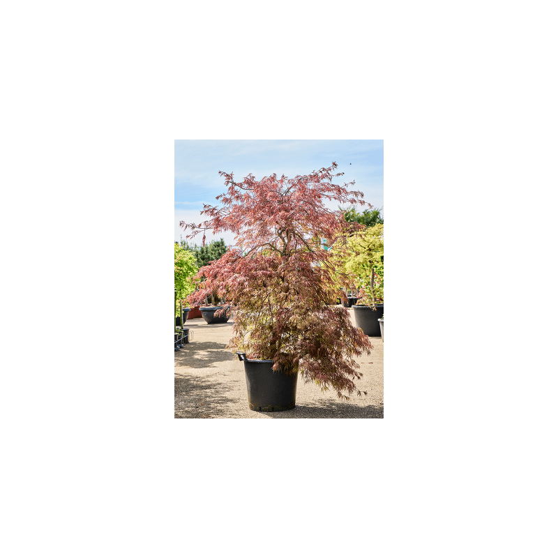 Acer Garnet