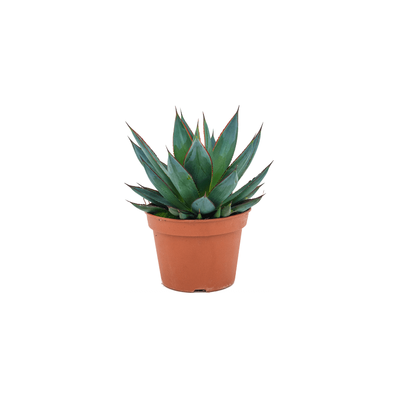 Agave Shaka Zulu