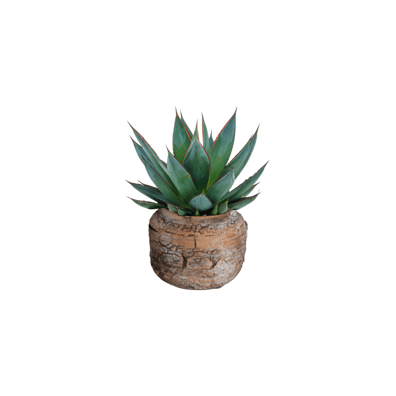 Agave Shaka Zulu