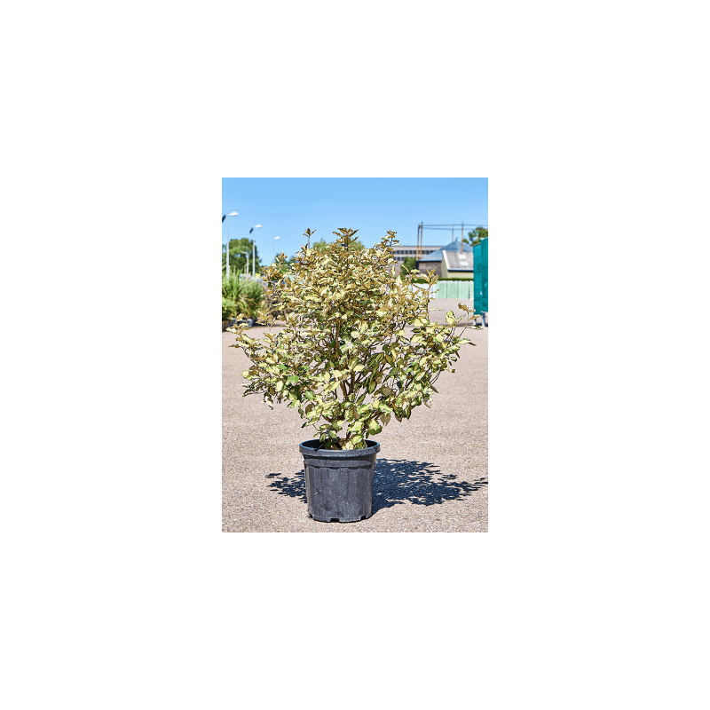 Elaeagnus ebbingei 'Maryline'