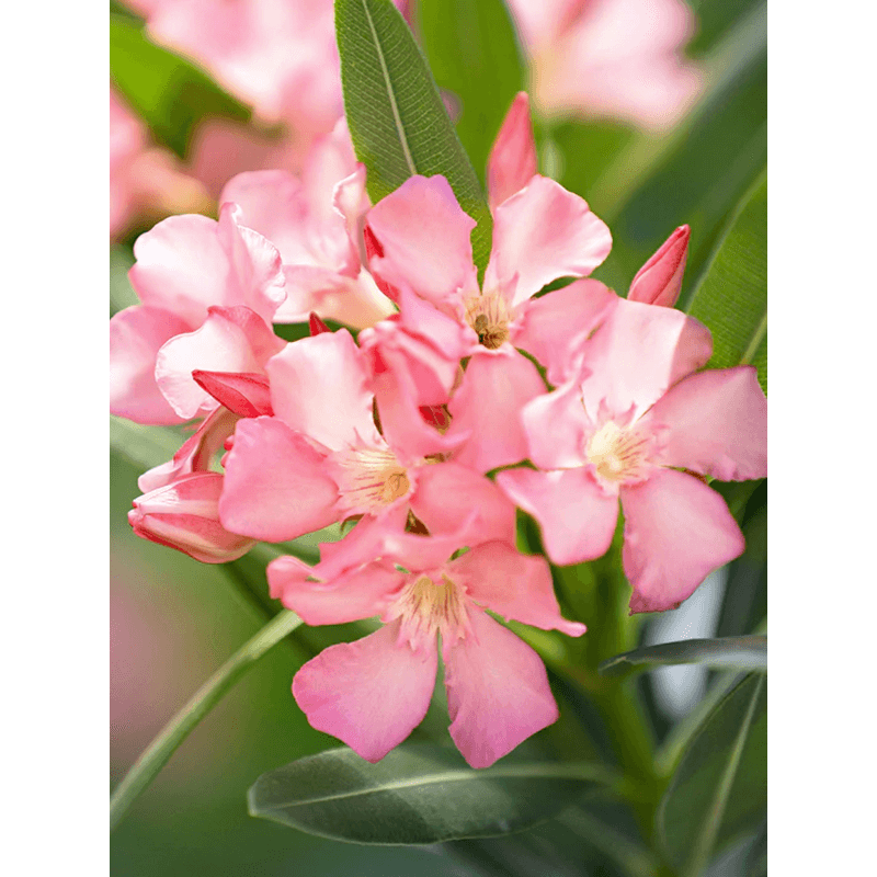 Nerium oleander roze 