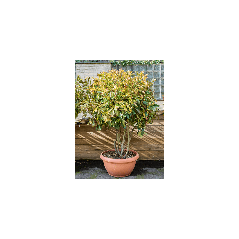 Photinia serratifolia 'Crunchy'