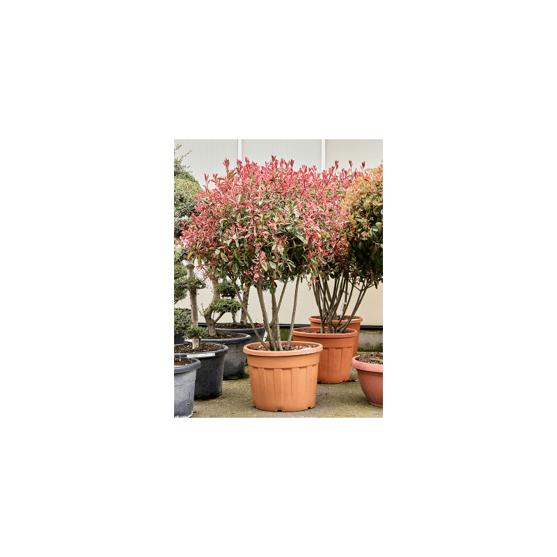 Photinia x fraseri 'Pink Marble' - meerstammig