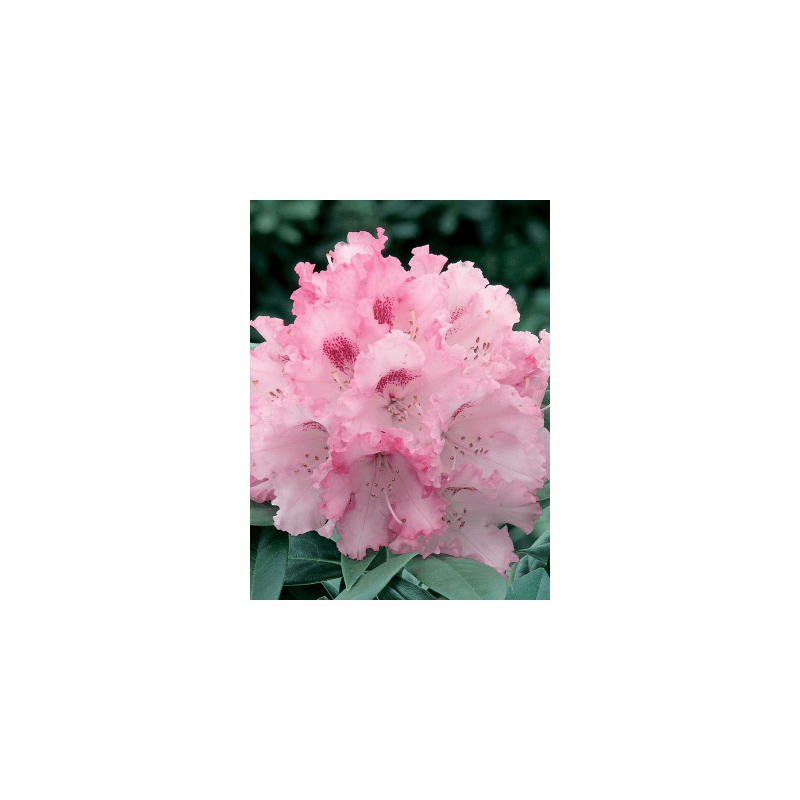 Rhododendron yakushimanum 'Arabella' - op stam