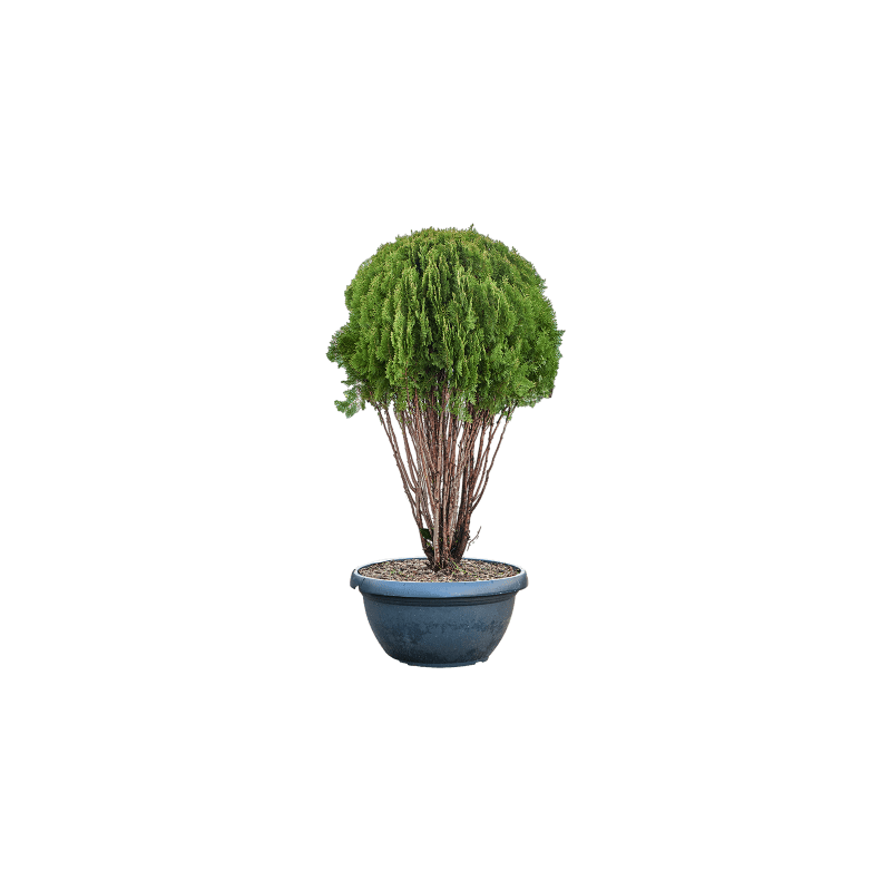 Thuja orientalis 'Pyramidalis Aurea' - vertakt