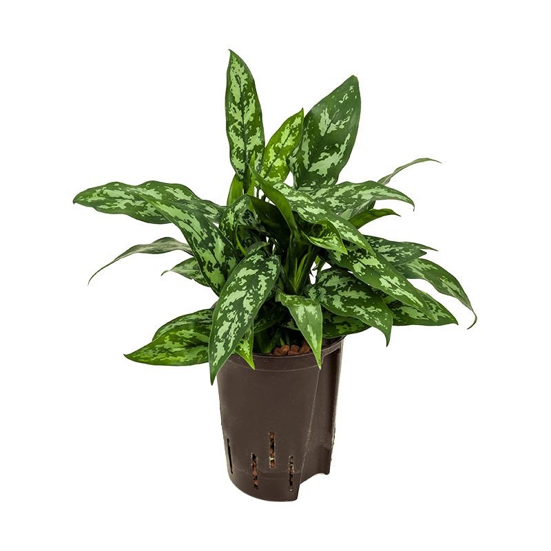 Aglaonema Maria