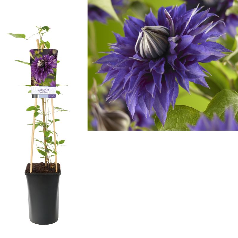 Clematis Multi Blue