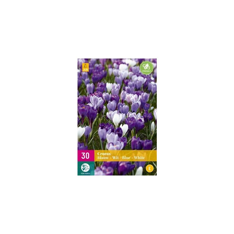 Crocus Blauw & Wit