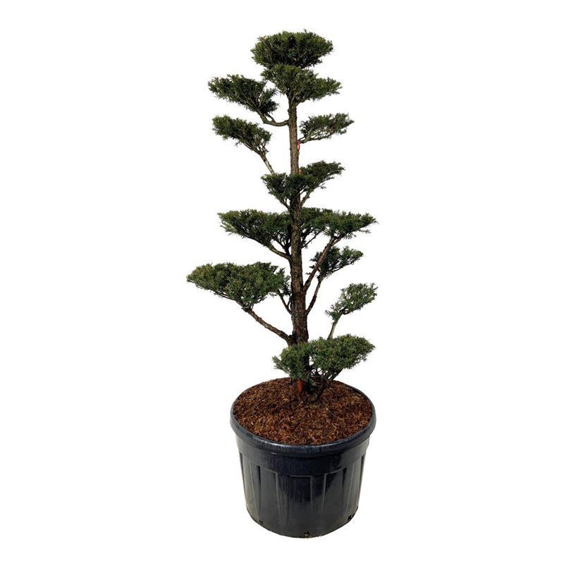 Taxus Media 'Hatfieldii' - bonsai