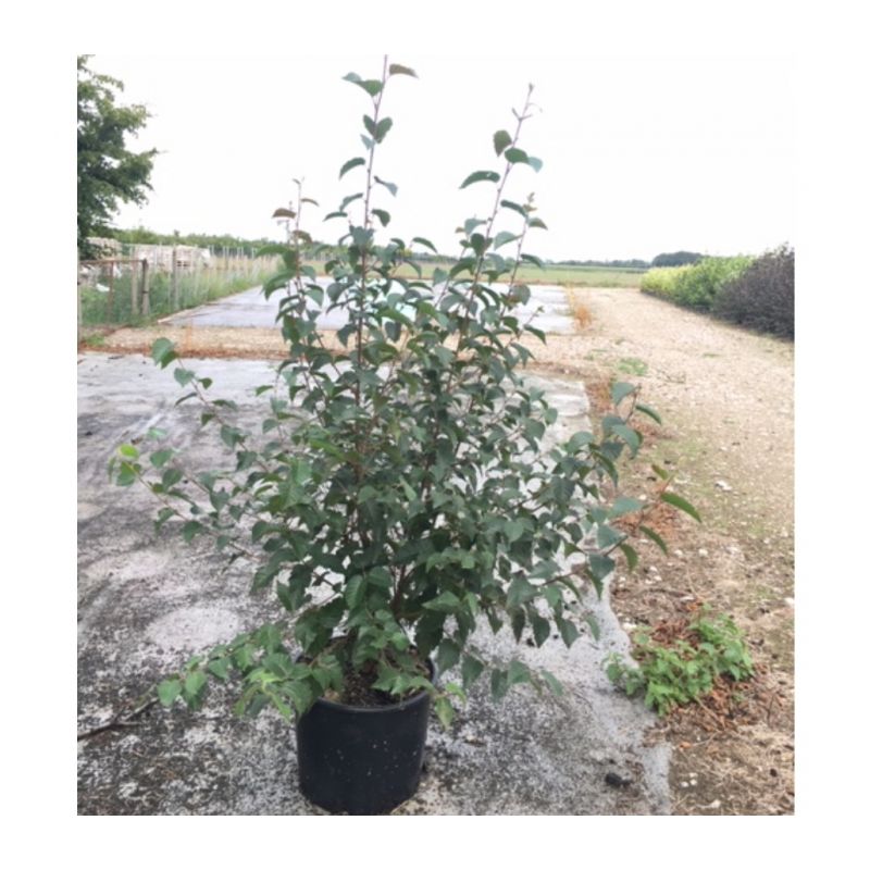 Betula Albosinensis Fascination - solitair