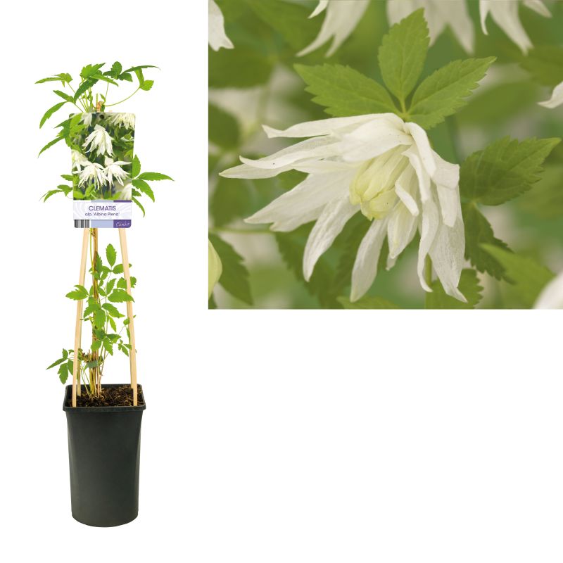 Clematis Albina Plena