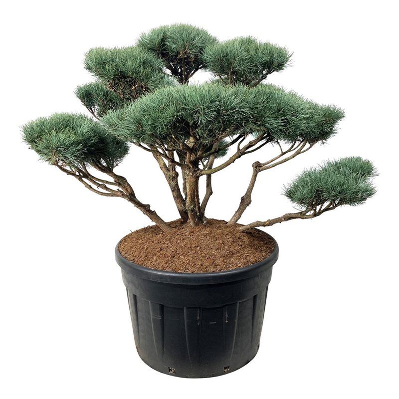 Pinus Sylvestris 'Watereri' - bonsai