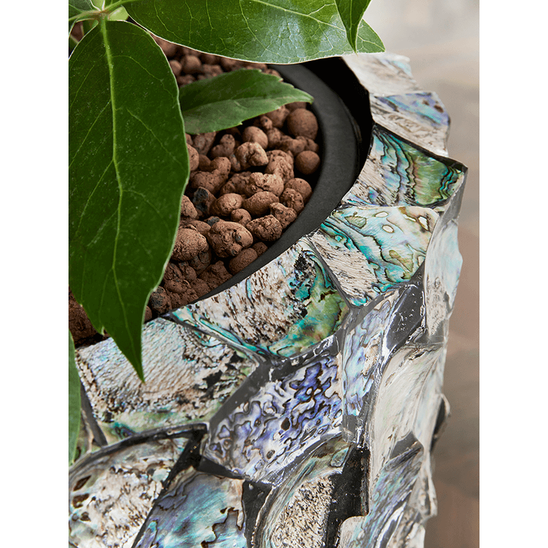 Oceana Pearl Abalone Couple Blauw