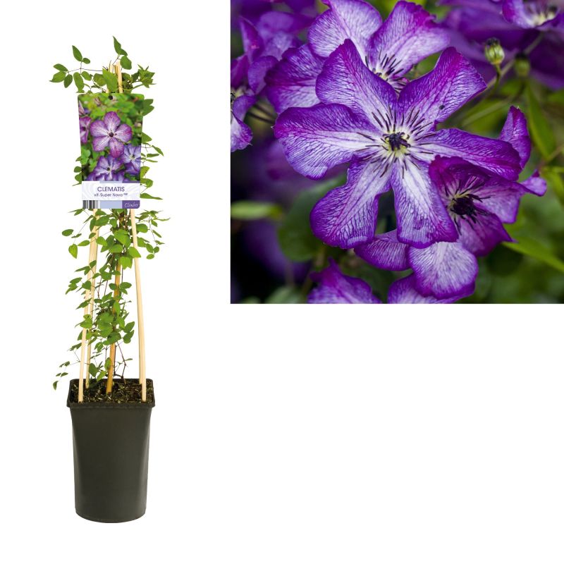 Clematis Super Nova