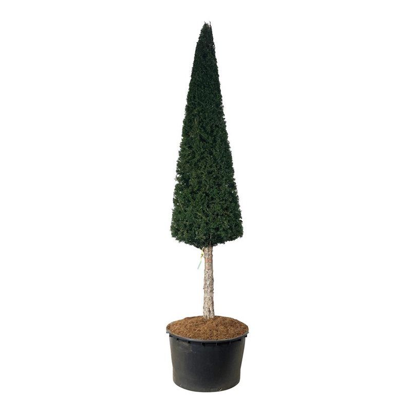 Taxus Baccata - piramide op stam