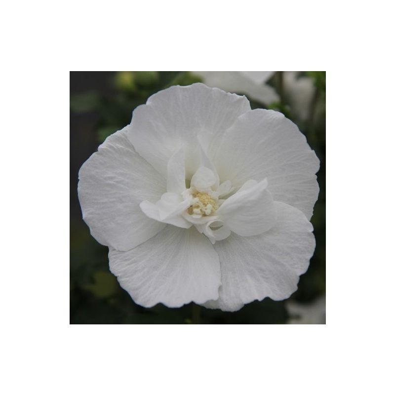 Hibiscus White Chiffon