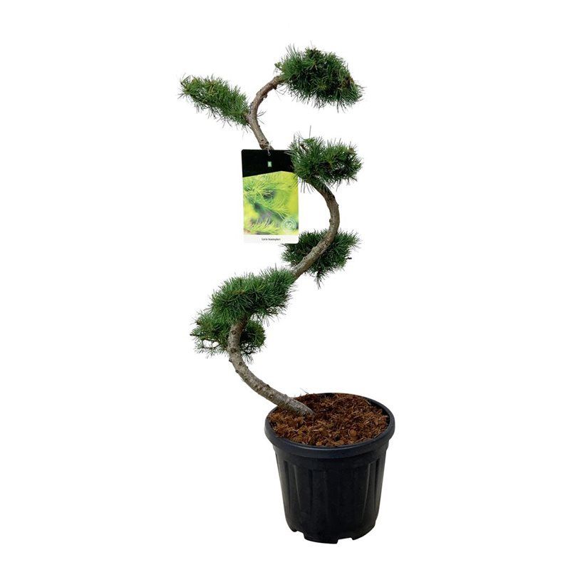 Larix kaempferi - bonsai