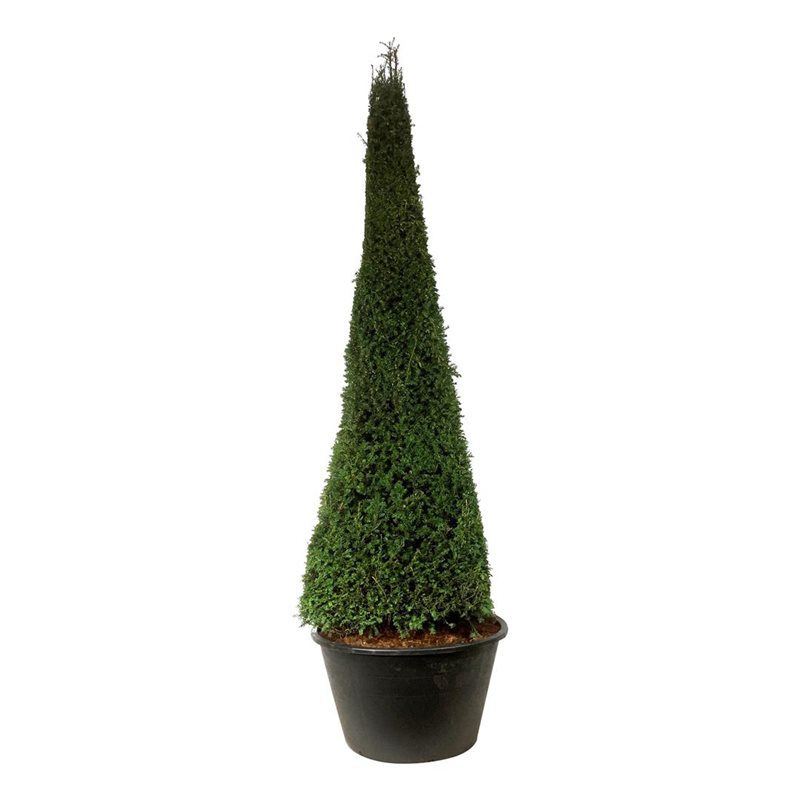 Taxus Baccata - piramide