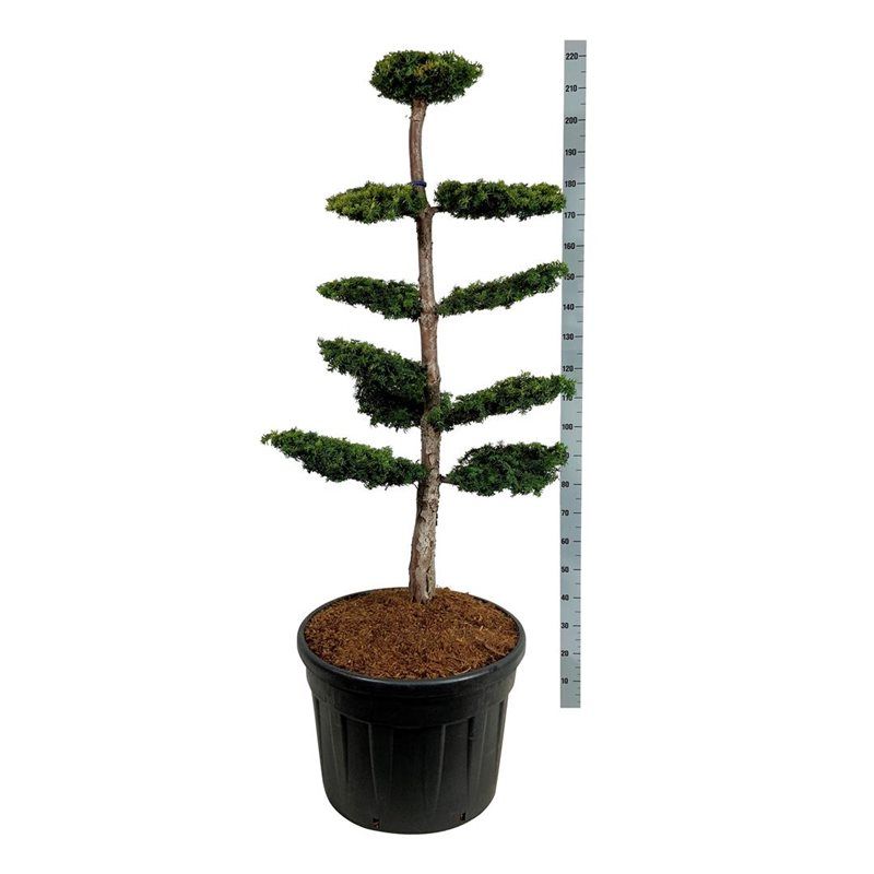 Taxus baccata 'Dovastonii Aurea' - bonsai