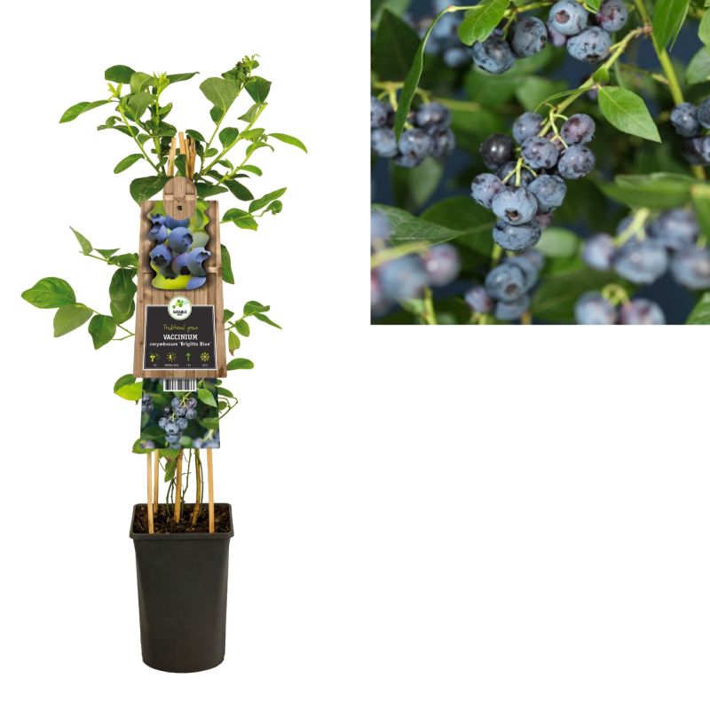 Vaccinium cor. Brigitta Blue