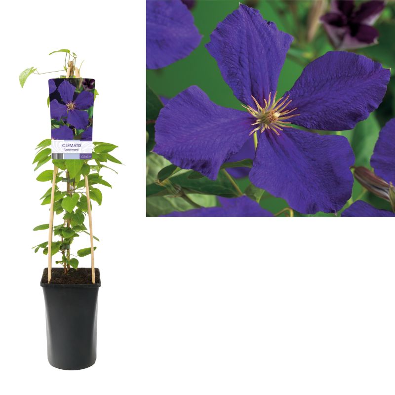 Clematis Jackmanii