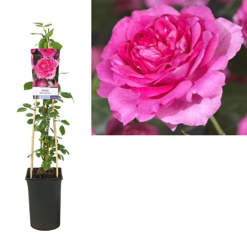 Rosa Pink Climber