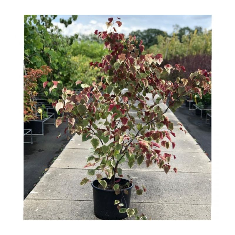 Cercis Canadensis Carolina Sweetheart - solitair