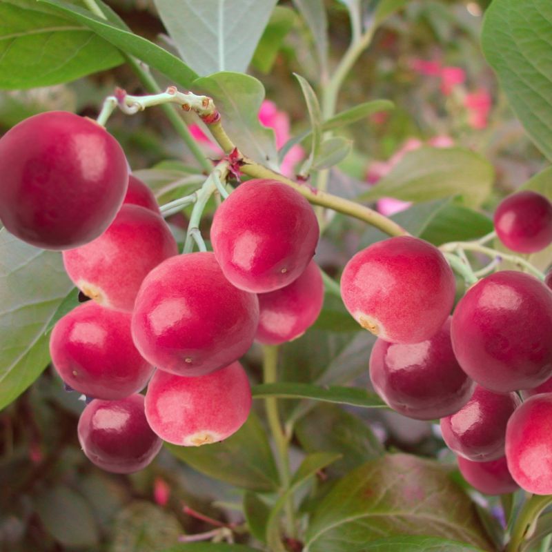 Vaccinium Pink Lemonade