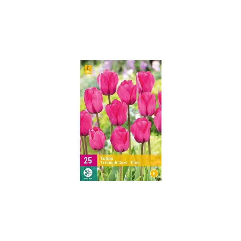 Tulipa Triumph Roze