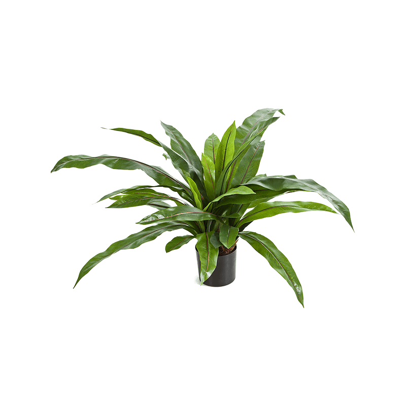 Asplenium struik - kunstplant