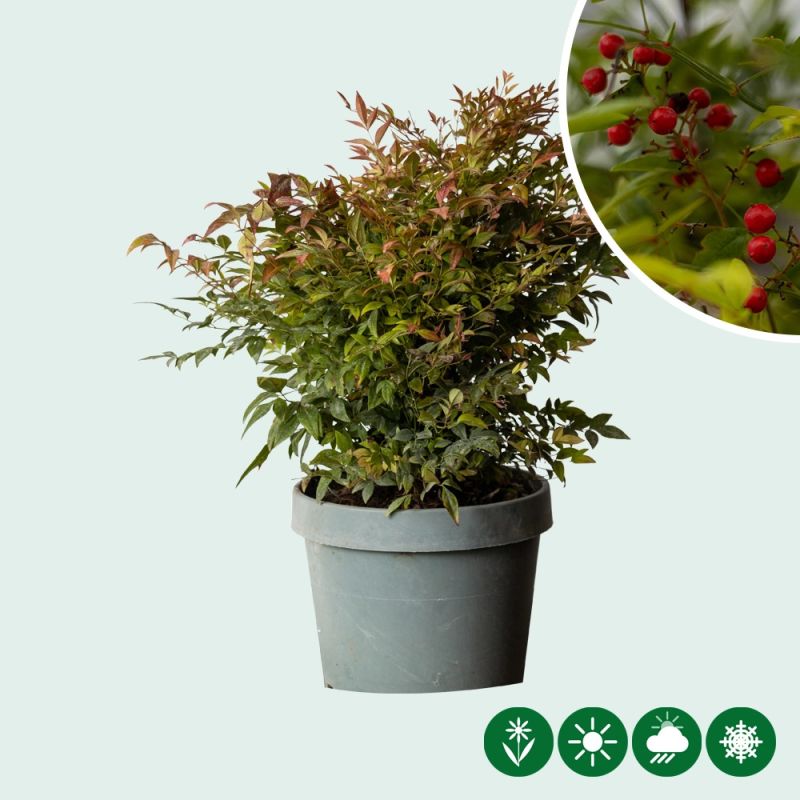 Nandina Gulfstream