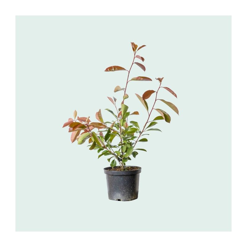 Photinia Red Robin